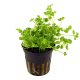 Бакопа австралийская (в горшке) (Bacopa australis)