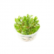 Криптокорина Вендта Зеленый Геккон (Cryptocoryne wendtii var. Green gecko) (меристема) Тайланд