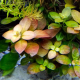 Людвигия овалис (в горшке) (Ludwigia ovalis)
