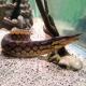 Угорь мастацембелус арматус (Mastacembelus armatus)