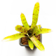 Неорегелия (Neoregelia Grase s avalanche)