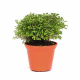 Селагинелла Краузе (Selaginella kraussiana)