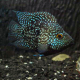 Цихлазома бриллиантовая баллон (S) (Herichthys cyanoguttatus)