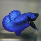 Петушок плакат синий (самец) (Betta splendens)