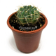 Гимнокалициум эуриплеурум (Gymnocalycium eurypleurum) 8'