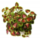 Колеус (Coleus sp mini)