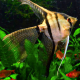 Скалярия зебра вуалевая (S) (Pterophyllum scalare var.)