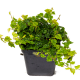 Фикус (Ficus Pumila Quercifolia)