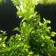 Папоротник индийский (с грузом) (Ceratopteris thalicroides)
