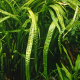 Криптокорина балансе (с грузом) (Cryptocoryne balansae)
