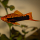 Меченосец красный тукседо (Xiphophorus hellerii)