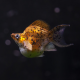 Моллинезия баллон золотой леопард (Poecilia sp.)
