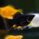 Моллинезия баллон черная (Poecilia sp.)
