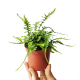 Папоротник драконьего хвоста (Asplenium Ebenoides Dragon's)