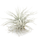 Тилландсия (Tillandsia Tectorum), S