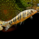 Боция стриата (M) (Botia striata)