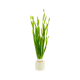 Валлиснерия торта (с грузом) (Vallisneria spiralis torta)