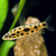 Лепоринус пятнистый (M) (Leporinus nijsseni)