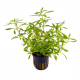 Лимнофила ароматика (в горшке) (Limnophila aromatica)