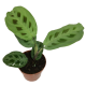 Маранта (Maranta leuconeura Kerchoveana)