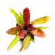 Неорегелия (Neoregelia Felix)