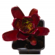 Неорегелия (Neoregelia Hojo Rojo)