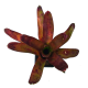 Неорегелия (Neoregelia Olens)