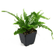 Нефролепис (Nephrolepis Fluffy Ruffles)