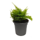 Нефролепис (nephrolepis Exaltata Marisa)