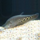 Нож индийский глазчатый (S) (Chitala ornata)