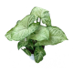 Сингониум (Singonium Podophyllum)