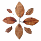 DECOTOP Mangrove XS - Листья мангры, 10-15 см, 10 шт.