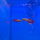 Нотобранхиус кардиналис (Nothobranchius cardinalis)