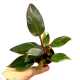 Филодендрон микс (Philodendron sp.) 10'