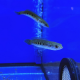 Змееголов глазчатый (S) (Channa pleurophthalma)