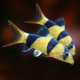 Боция клоун (XL) (Chromobotia macracanthus)