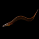 Угорь Мастацембелус краснополосый (S) (Mastacembelus erythrotaenia)