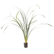Офиопогон ябуран (в горшке) (Ophiopogon jaburan)