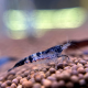 Креветка тигровая (Caridina cantonensis Tiger)