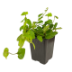 Фикус Pumila Green Sunny