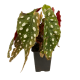 Бегония (Begonia Maculata)