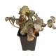 Бегония (Begonia sp)