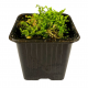 Селагинелла (Selaginella Kraussiana)