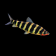 Лепоринус полосатый (L) (Leporinus fasciatus)