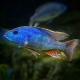 Нимбохромис фускотениатус (S) (Nimbochromis fuscotaeniatus)