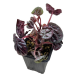Пеперомия (Peperomia Albovitatta Piccola Banda)