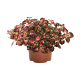 Колеус (Coleus Great Falls Angel)