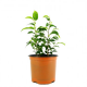Фикус (Ficus Benjamina)
