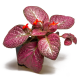 Эписция (Episcia Strawberry)