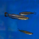 Бедоция мадагаскарская (Bedotia madagascariensis)